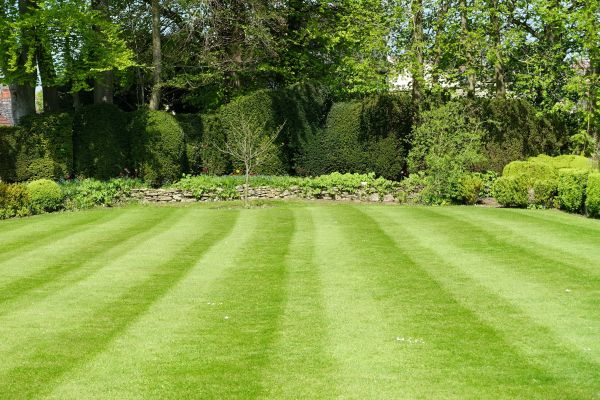 Cost of Grass Care Service in Bothell